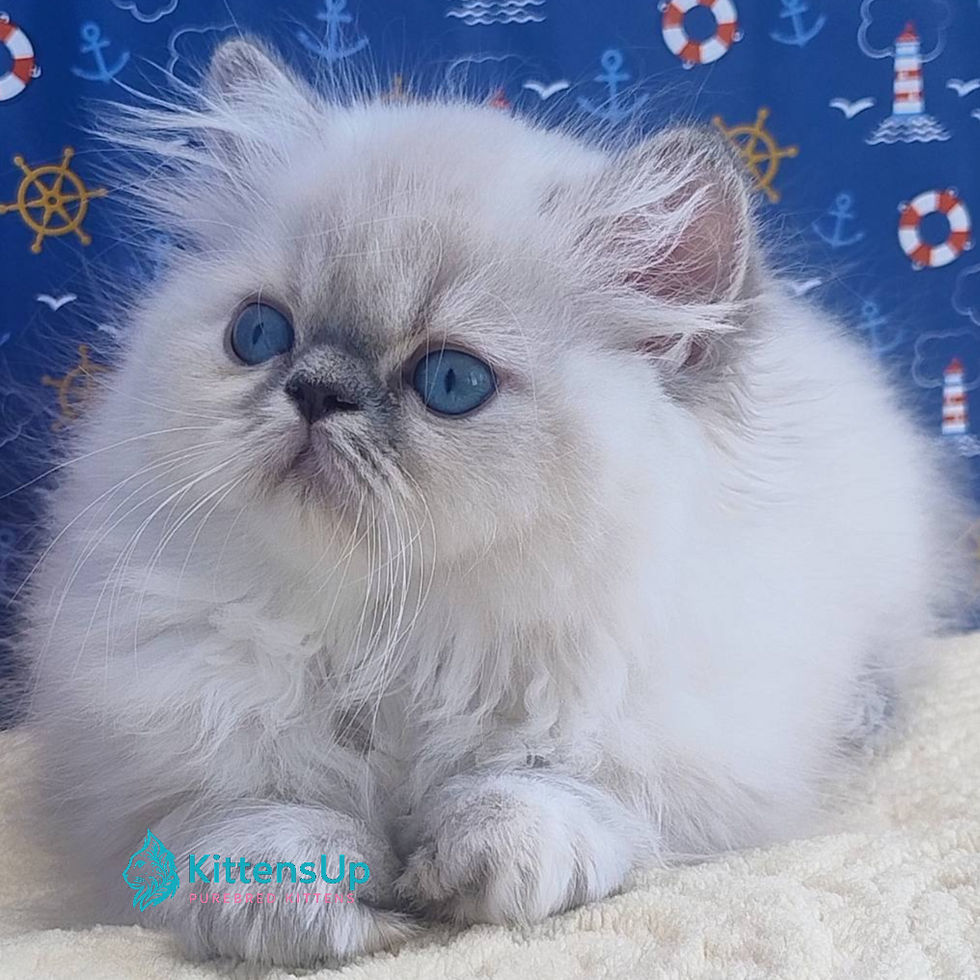 Thumbnail: Persian longhair