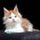 Thumbnail: 1207 Nayel (R) Maine Coon male kitten