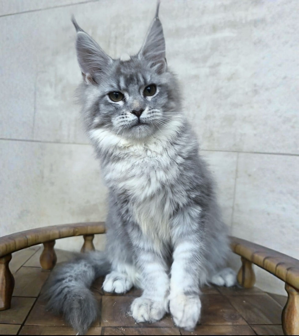 Maine Coon