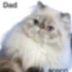 Thumbnail: 208 Dendi (U) Persian longhair male kitten