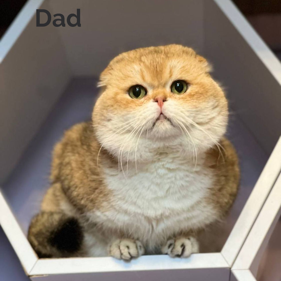 Thumbnail: 351 Sima (U) Scottish Fold shorthair female kitten