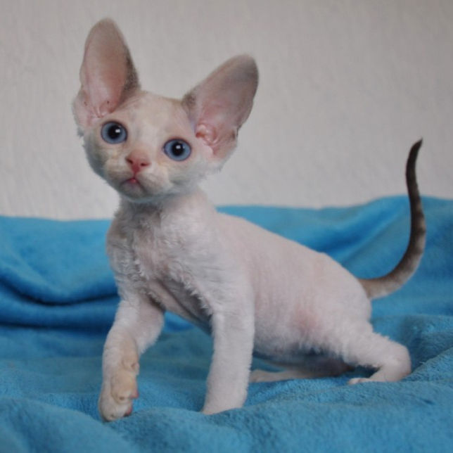 Thumbnail: 536 Justin (U) Devon Rex male kitten