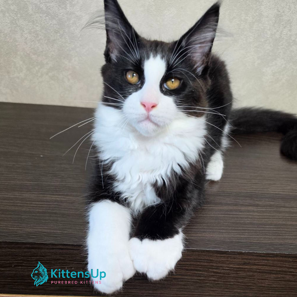 Maine Coon