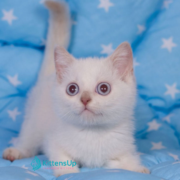 British shorthair