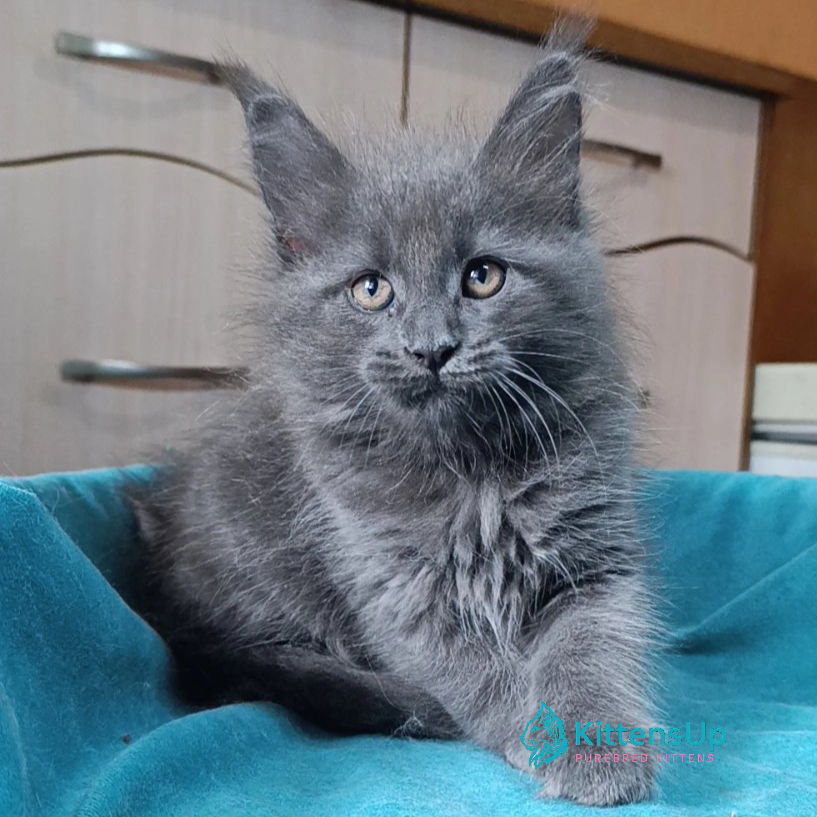 Maine Coon