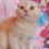 Thumbnail: Scottish Fold