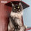 Thumbnail: Maine Coon