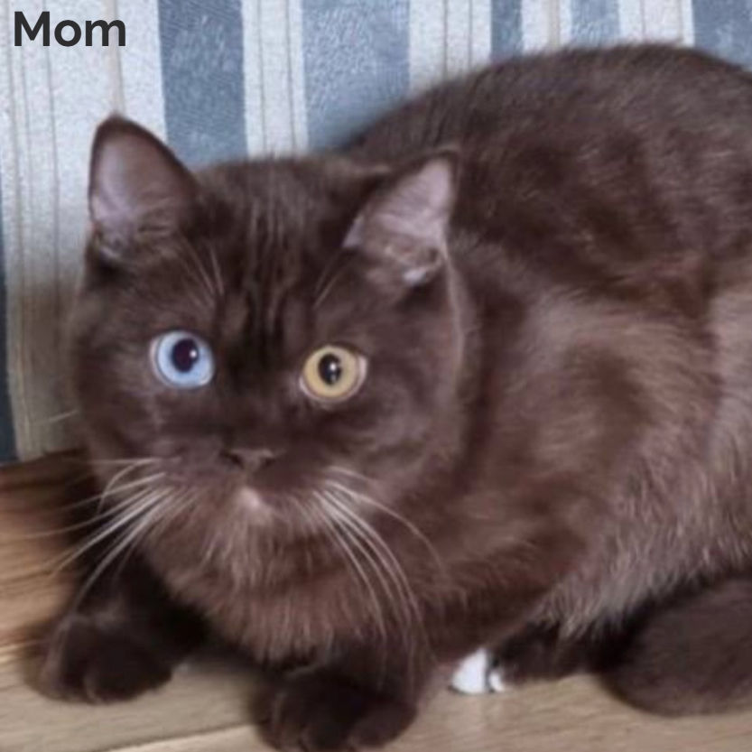 Thumbnail: British shorthair