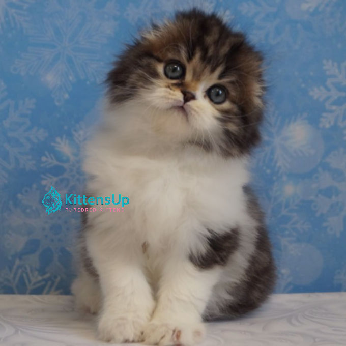 Scottish fold