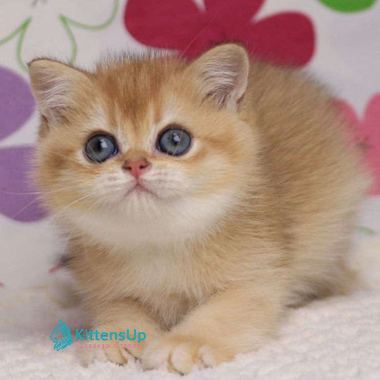 British shorthair