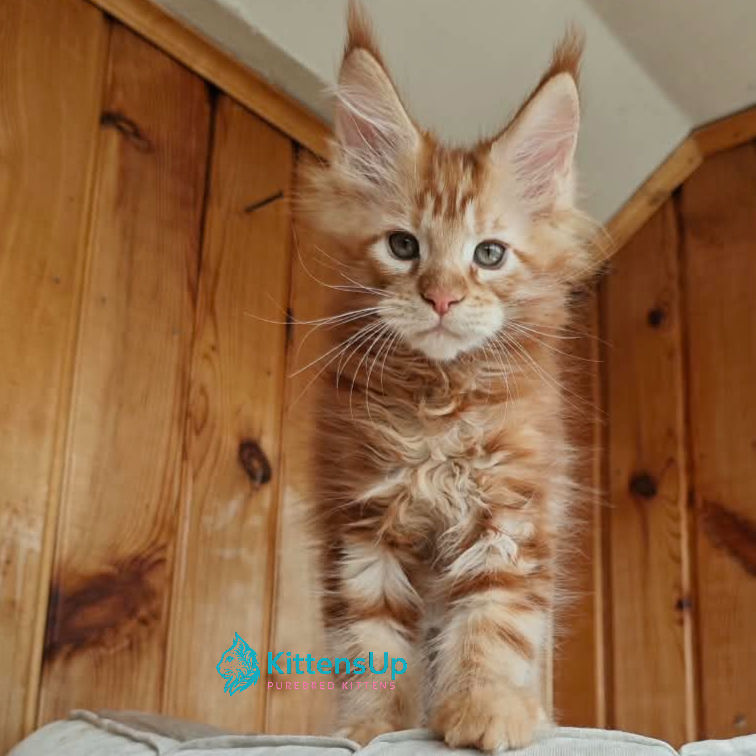 Maine Coon