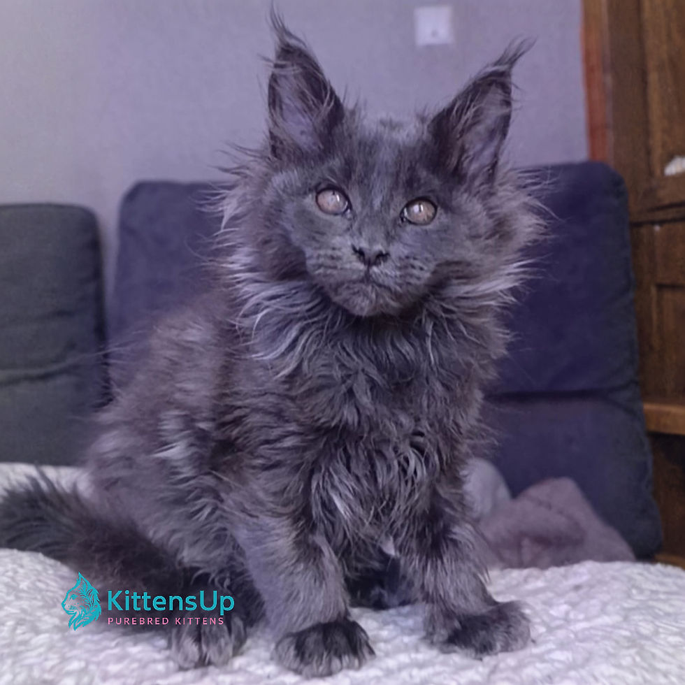 Maine Coon