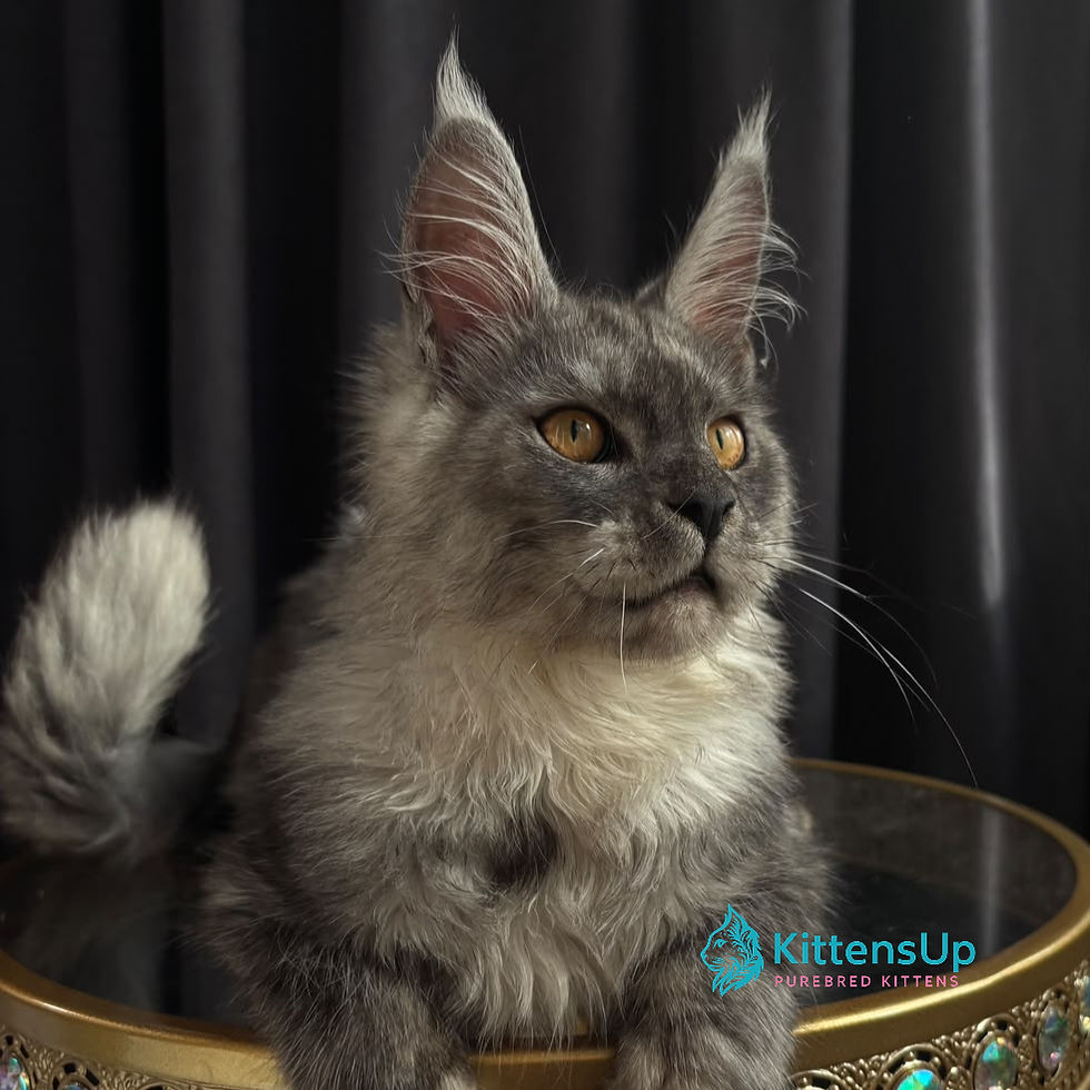 Maine Coon