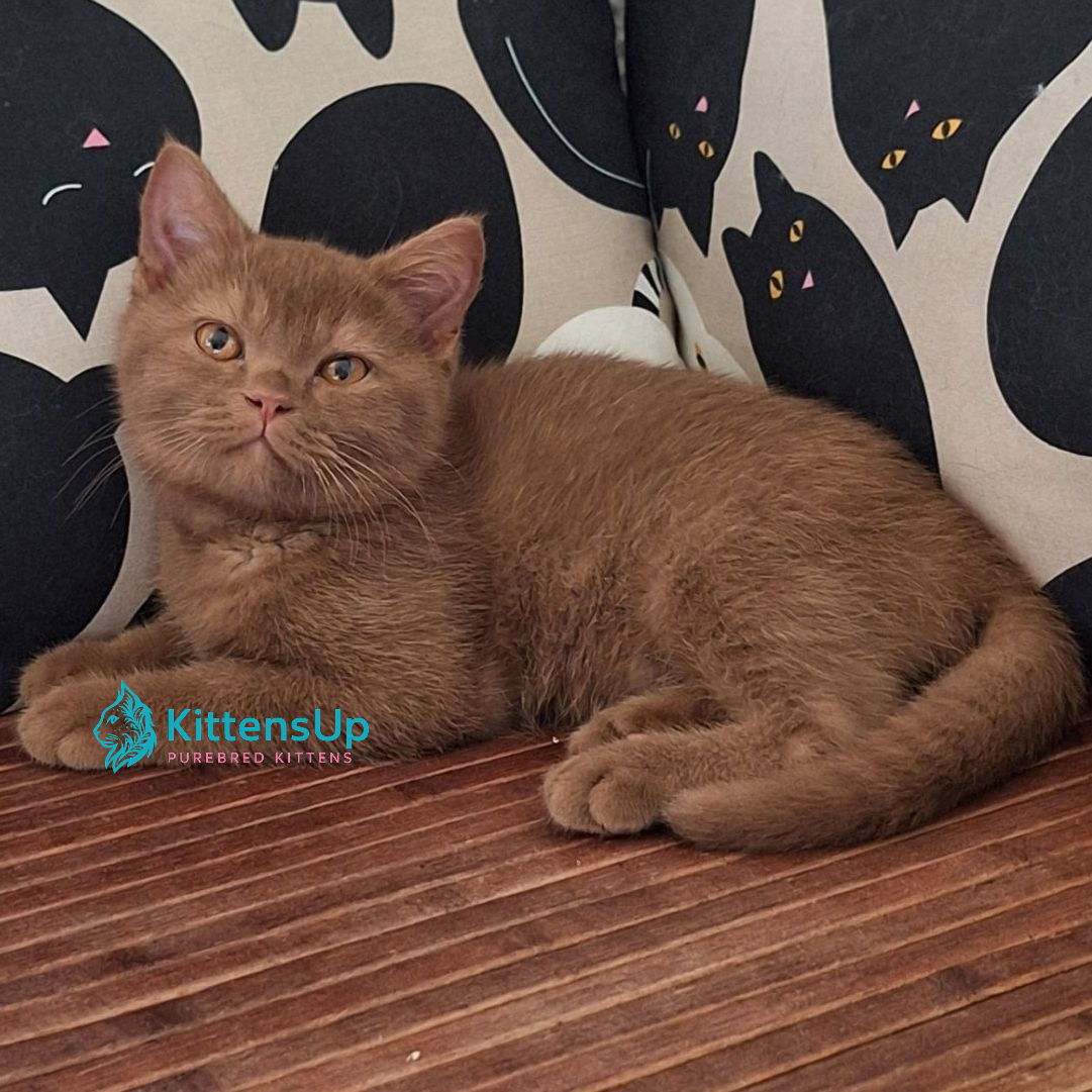 British shorthair