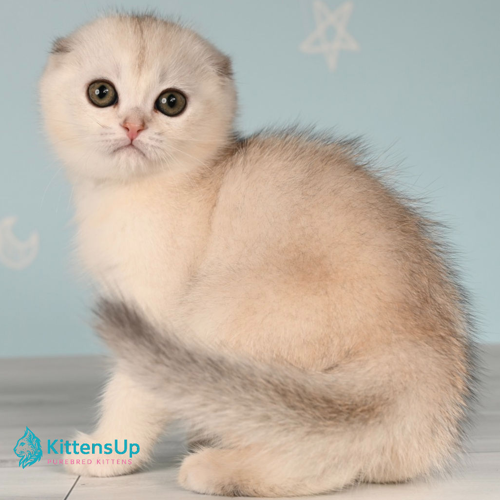 395 Boniface (U) Scottish Fold shorthair male kitten