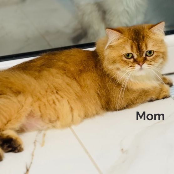 Thumbnail: Scottish fold