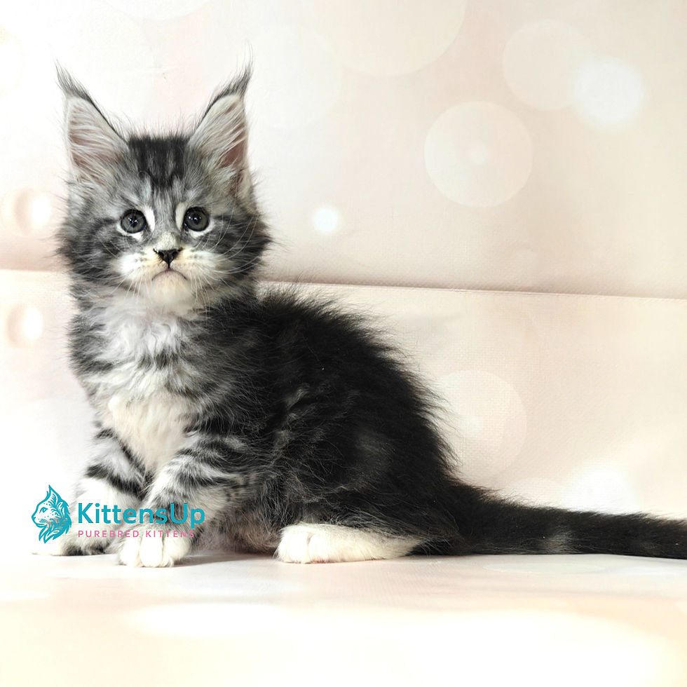 Maine Coon