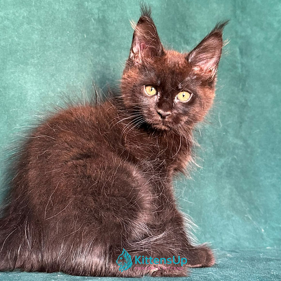 Thumbnail: 741 Gaia (R) Maine Coon female kitten