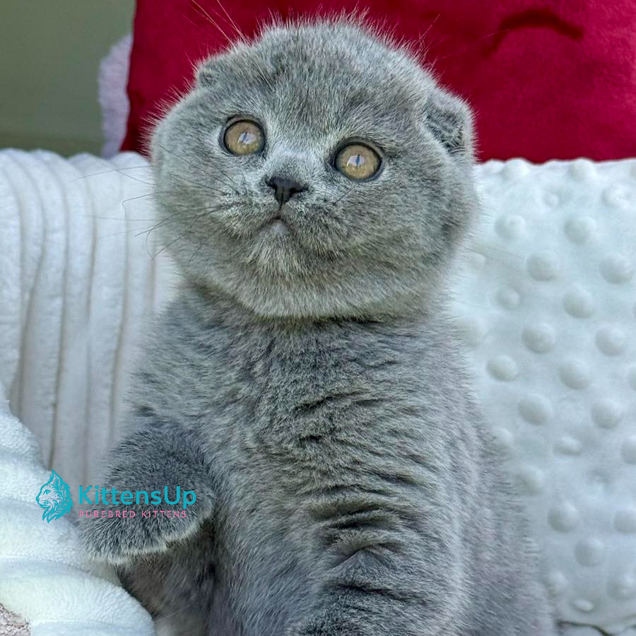Thumbnail: Scottish fold