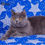 Thumbnail: 989 Cruz (U) British shorthair male kitten