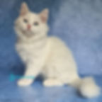 Siberian