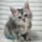 Thumbnail: 786 Sara (U) Maine Coon male kitten