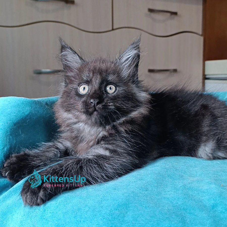 Maine Coon