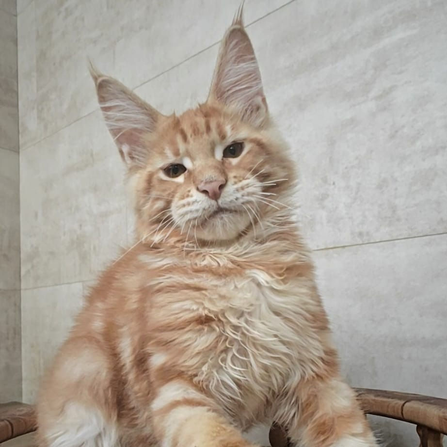 Thumbnail: 906 Norman (R) Maine Coon male kitten