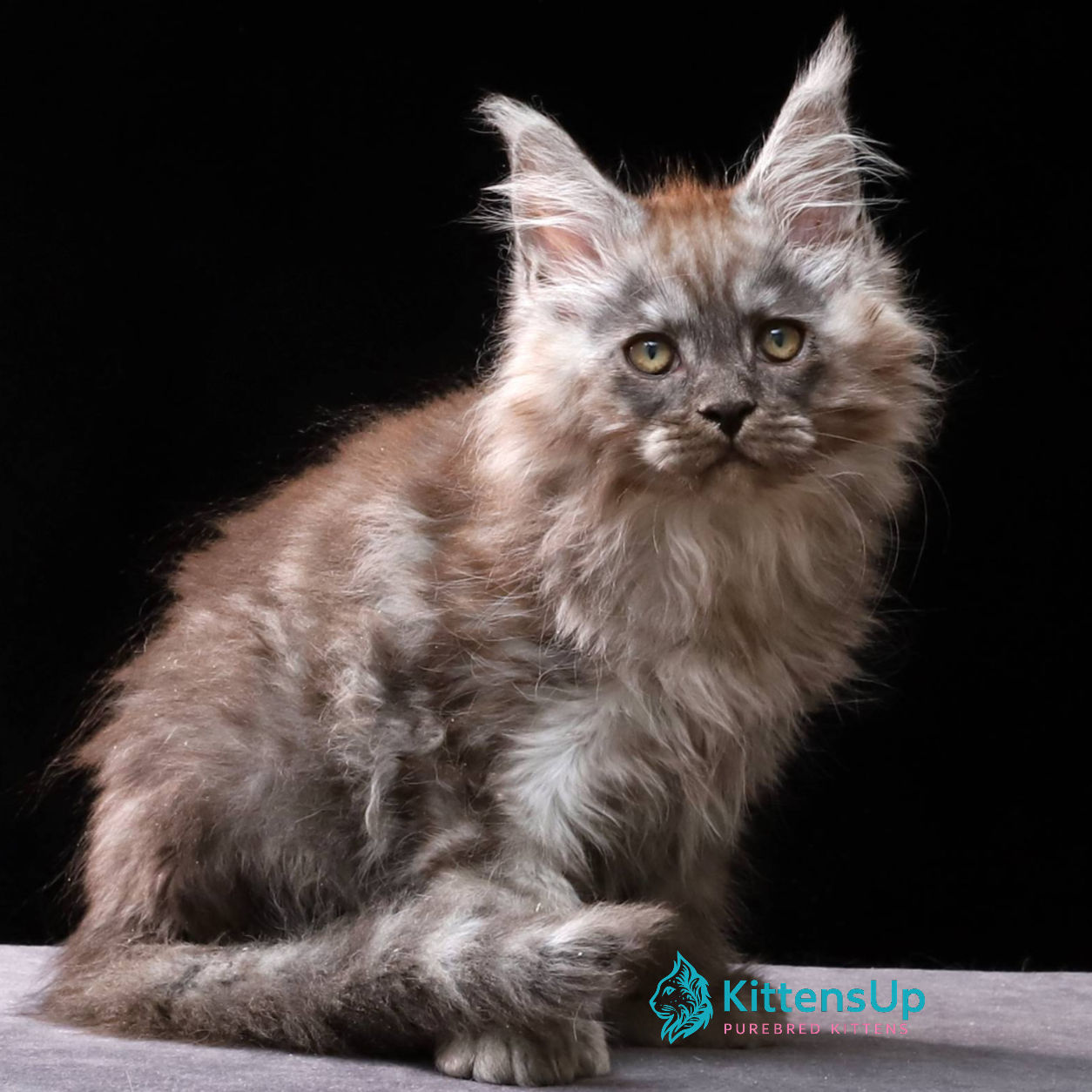 1335 Ford Polydactyl 6/6/6/6 (R) Maine Coon male kitten