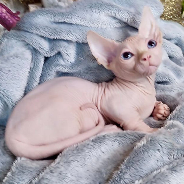 Thumbnail: 500 Jack (U)  Bambino male kitten