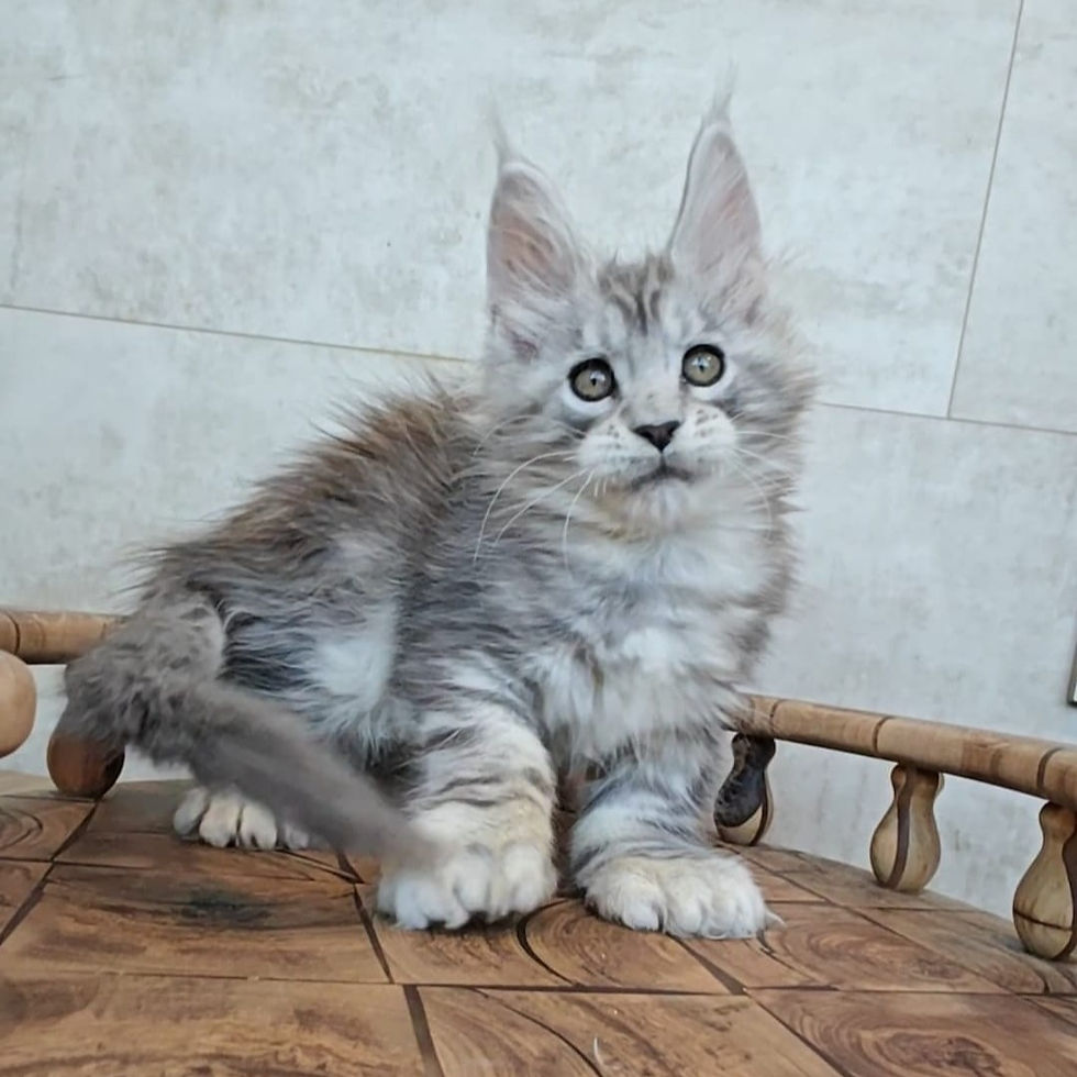 Thumbnail: 095 Xavier Polydactyl 6/6/6/6 (R) Maine Coon Male kitten