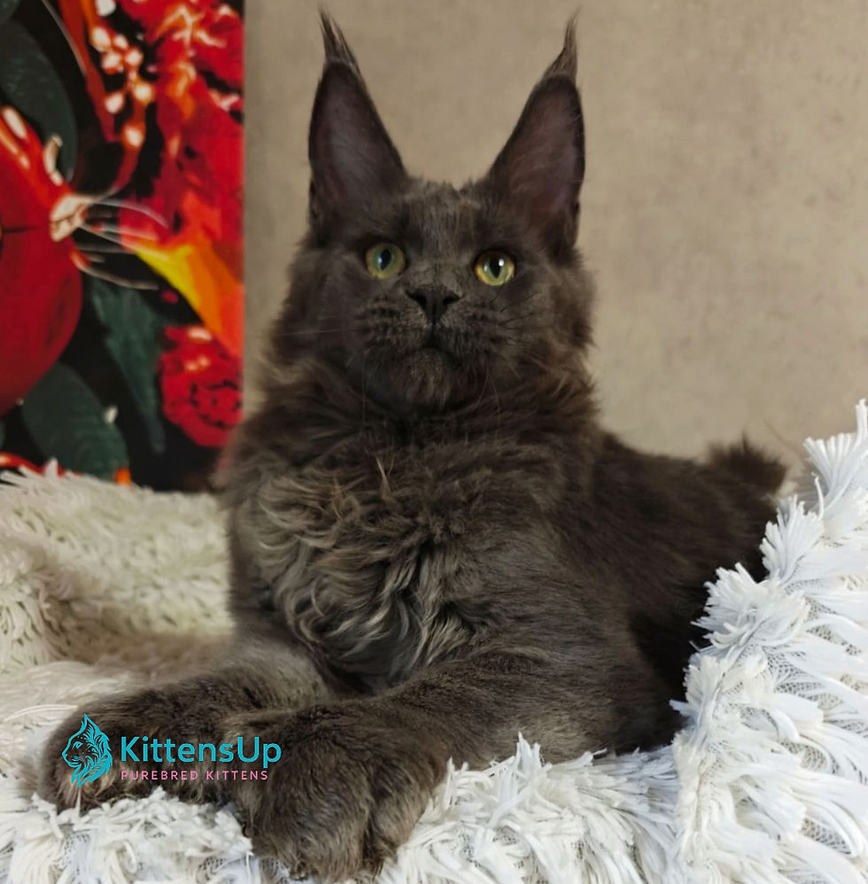 Maine Coon
