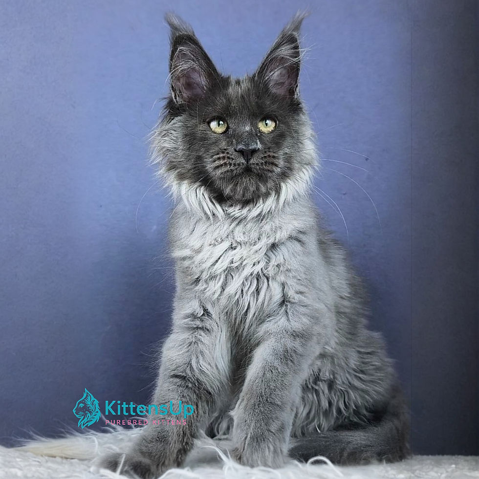 Thumbnail: 615 Felichita (R) Maine Coon female kitten