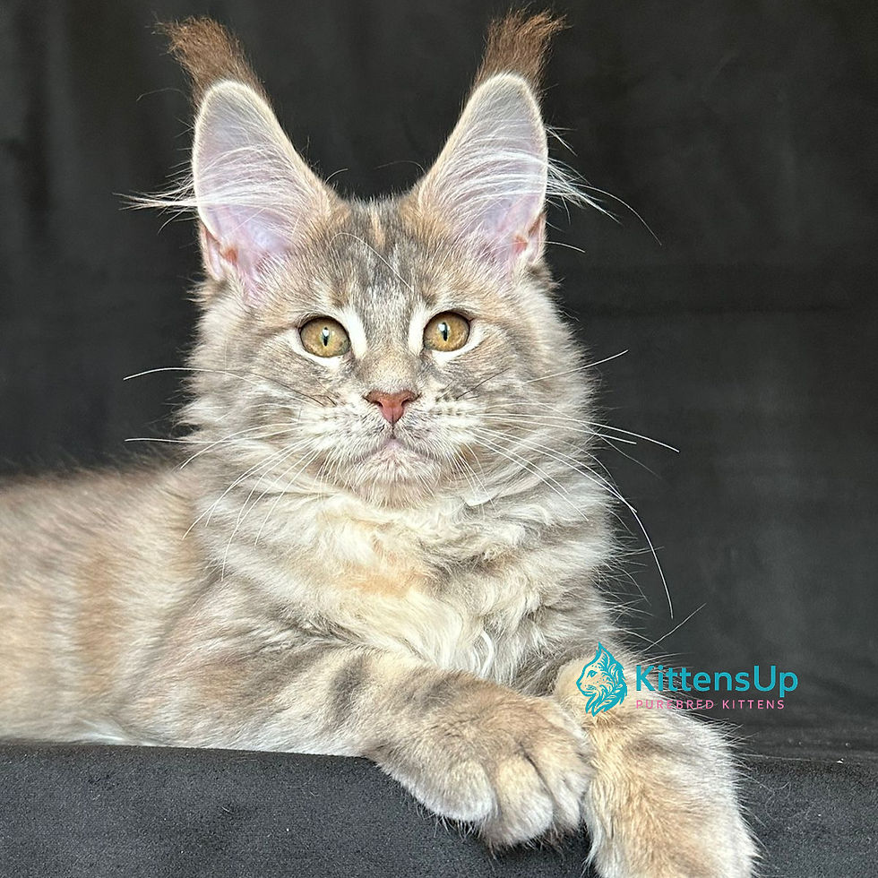 Maine Coon