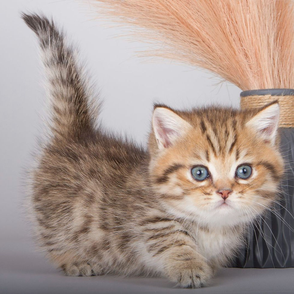 Thumbnail: 314 Nusal (U) Munchkin shorthair male kitten
