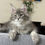Thumbnail: 561 Mikael (U) Maine Coon male kitten