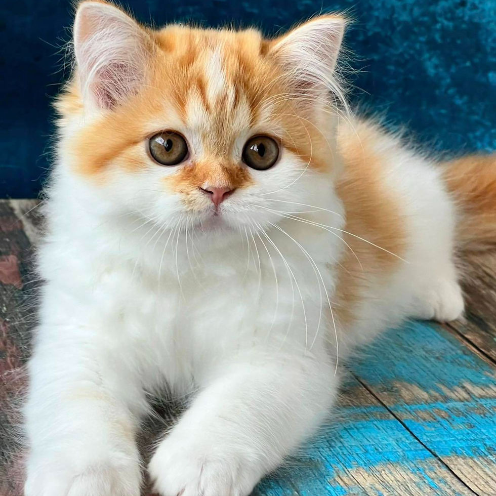 Thumbnail: 703 Tasia (U) Scottish straight Female kitten