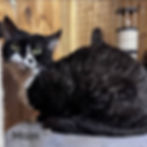 Thumbnail: 311 Aston Martin (R) Devon Rex male kitten