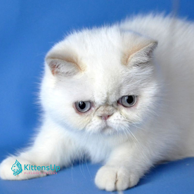 Thumbnail: Exotic shorthair