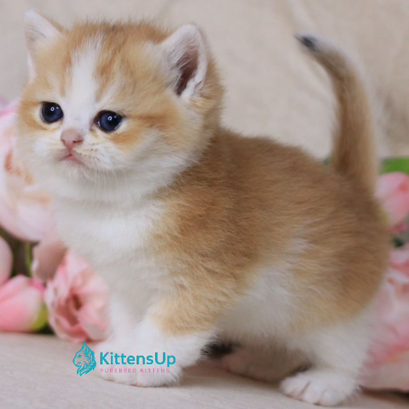 Thumbnail: British shorthair
