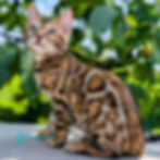 Thumbnail: Bengal