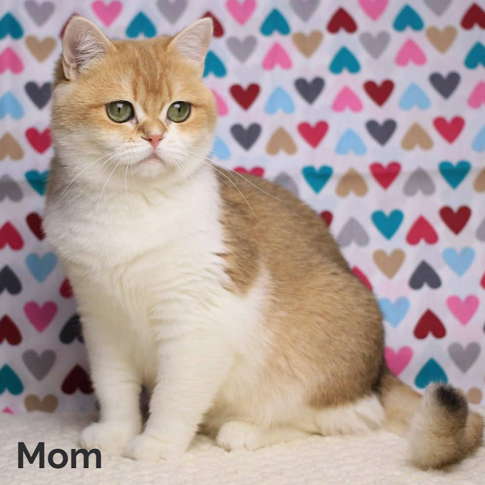Thumbnail: British shorthair