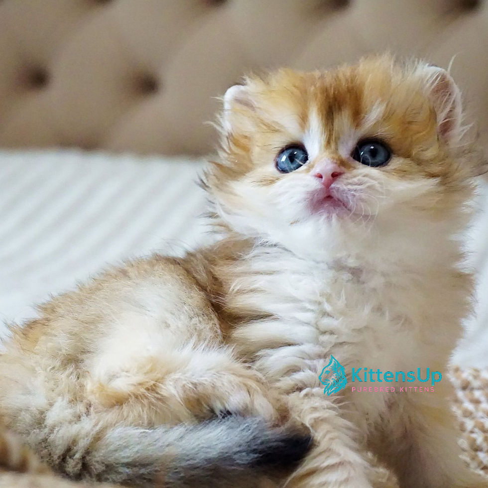 Thumbnail: British longhair