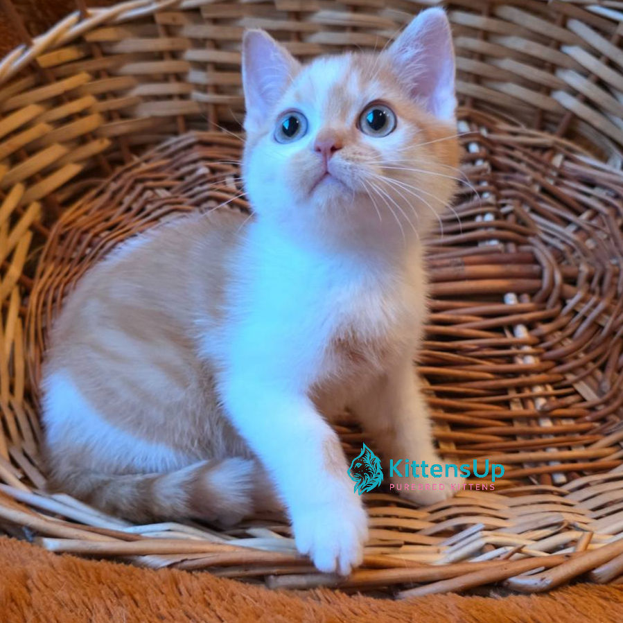British shorthair