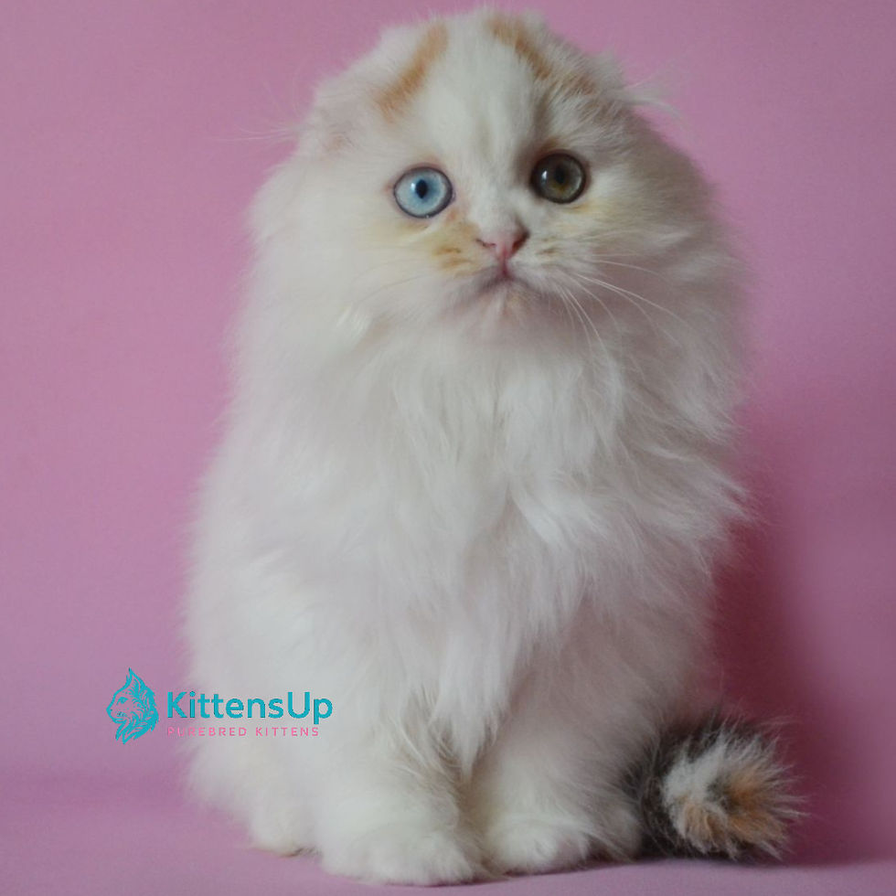 Scottish fold