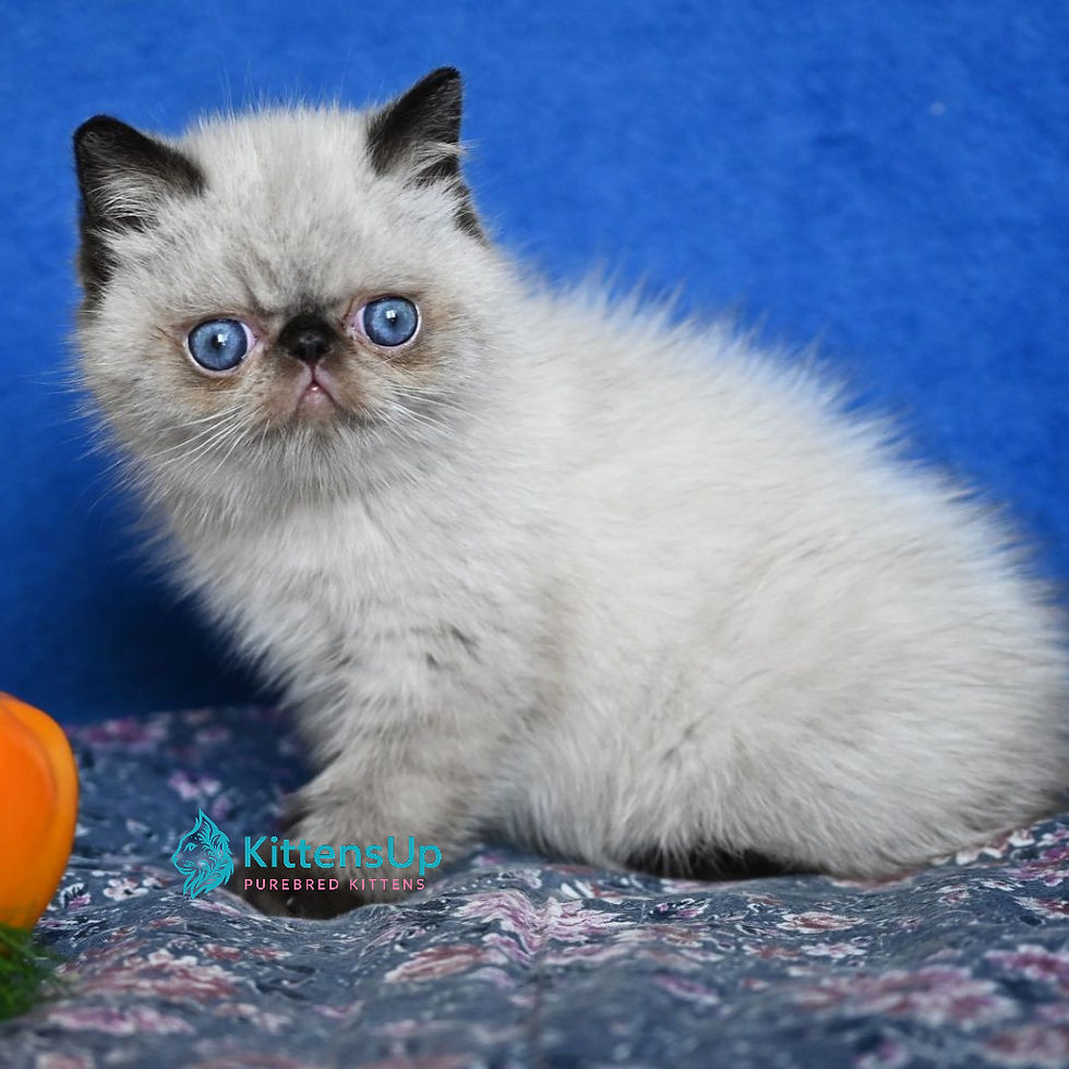 Thumbnail: 326 Aston (U) Exotic shorthair male kitten