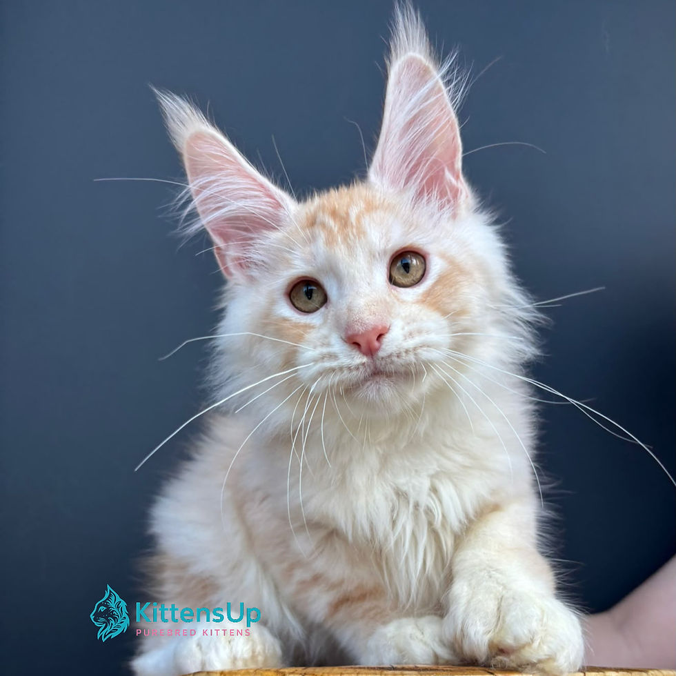 Maine Coon