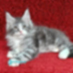 Maine Coon