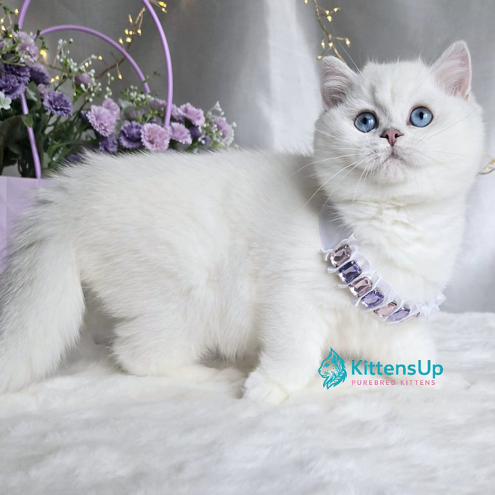 Thumbnail: British shorthair