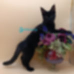 Thumbnail: Maine Coon